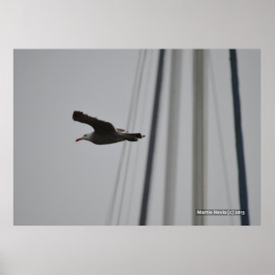 Fiskmås under flygning III Poster