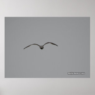 Fiskmås under flygning poster