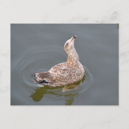 Fiskmås väntar på utlämning vykort