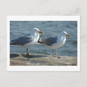 Fiskmås vid Barnegat Inlet Vykort