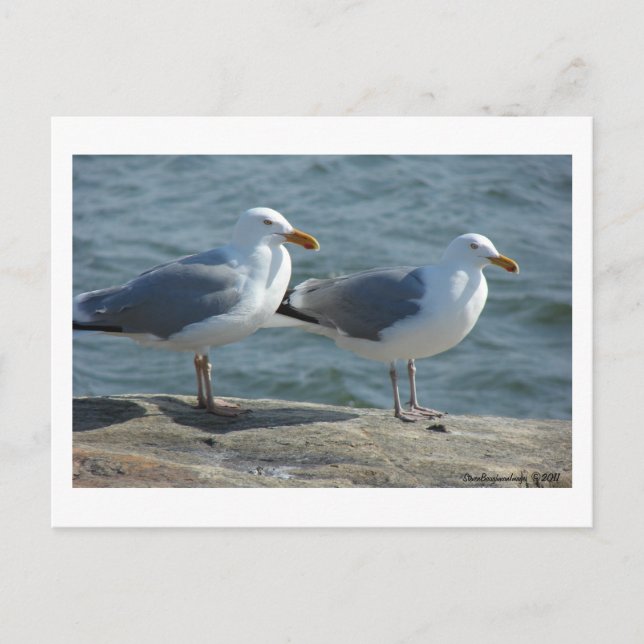 Fiskmås vid Barnegat Inlet Vykort (Framsida)