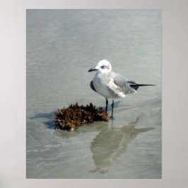 Fiskmås vid Beach med Sjögräs Poster