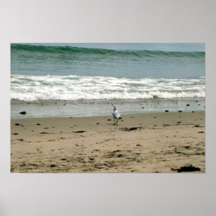 Fiskmås vid Beach Shore Poster