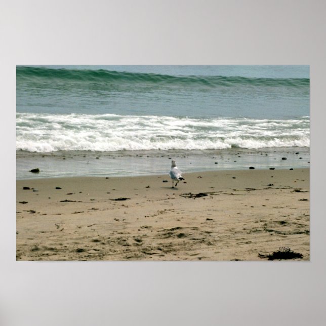 Fiskmås vid Beach Shore Poster (Framsidan)