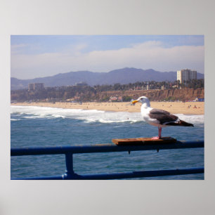 Fiskmås vid den Santa Monica stranden Poster