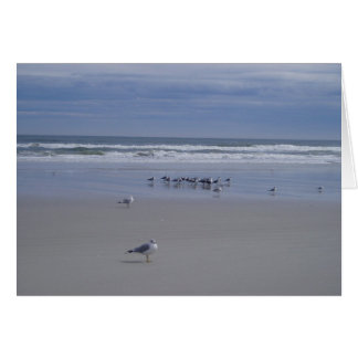 Fiskmås vid Parad Hälsningskort