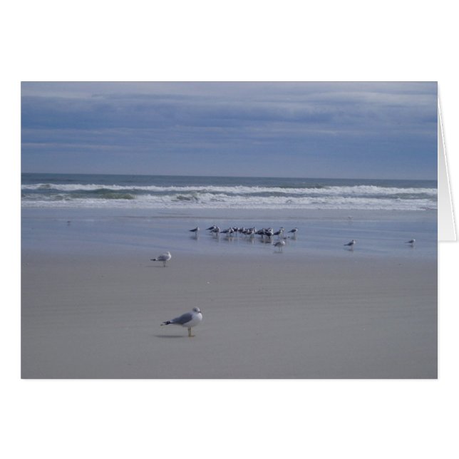 Fiskmås vid Parad Hälsningskort (Framsidan Horizontal)