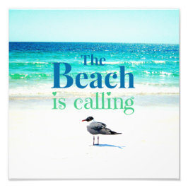 Fiskmås vid stranden fototryck