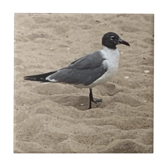 Fiskmås vid stranden i Sand Kakelplatta (Framsidan)
