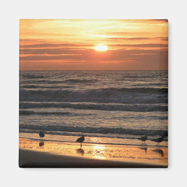 Fiskmås vid sunset magnet (Framsidan)