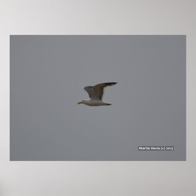Fiskmås Vingar Poster (Framsidan)