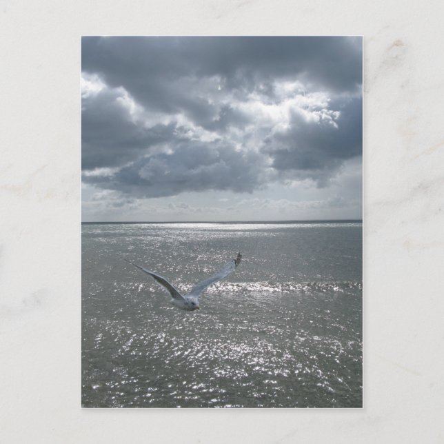 Fiskmås Vykort (Framsida)