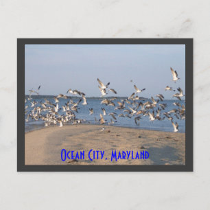 Fiskmås vykort, Ocean City, Maryland Vykort
