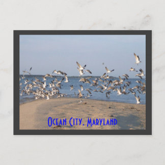 Fiskmås vykort, Ocean City, Maryland Vykort