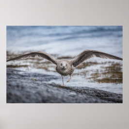 Fiskmås Wildlife Photo Poster