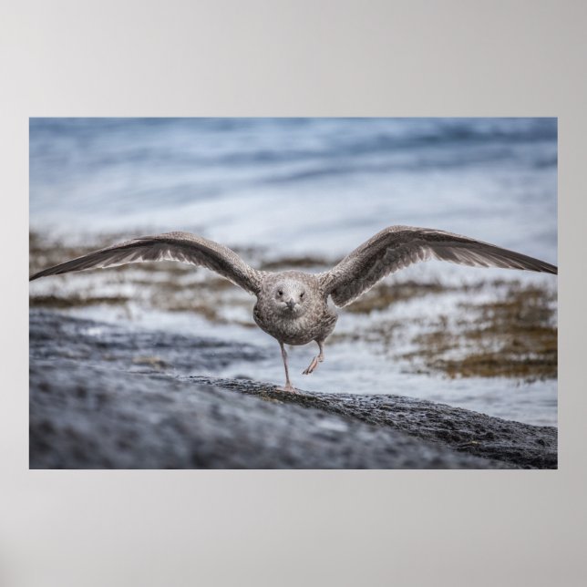 Fiskmås Wildlife Photo Poster (Framsidan)