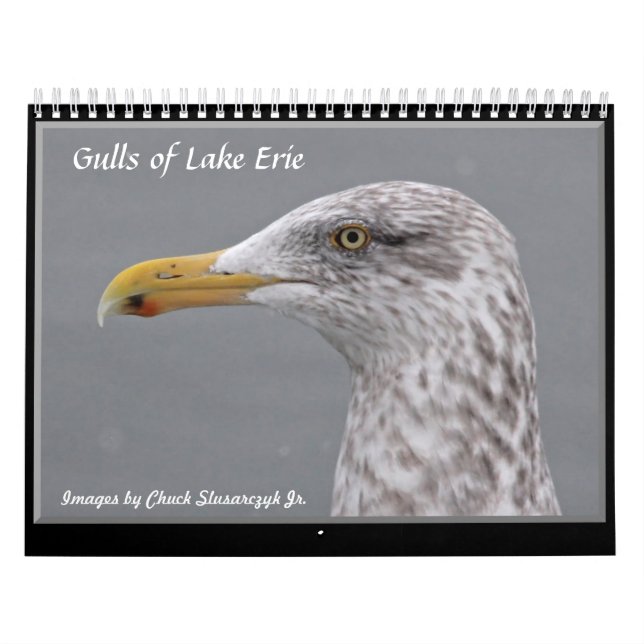 Fiskmåsar av den Lake Erie väggkalendern Kalender (Omslag)