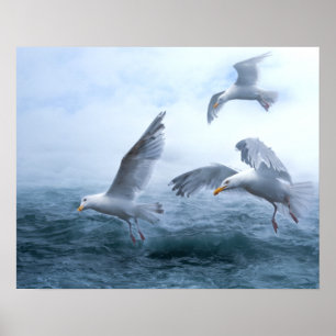 Fiskmåsar flygning över havet poster