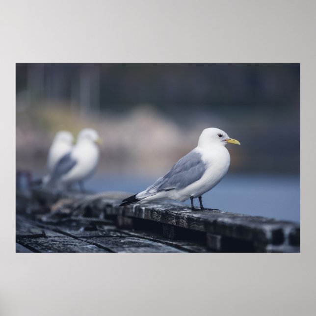 Fiskmåsar-foto Poster (Framsidan)