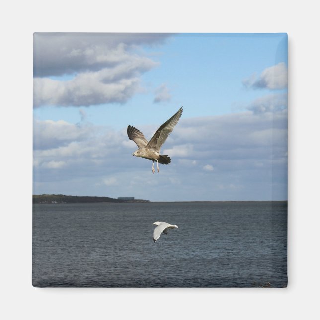 Fiskmåsar i flyg magnet (Framsidan)