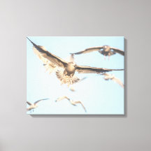 Fiskmåsar i flygfotot