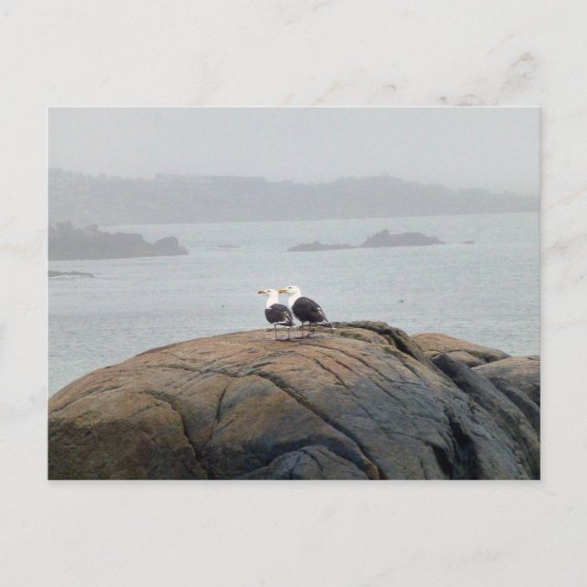 Fiskmåsar i Kennebunkport, Maine Vykort (Framsida)