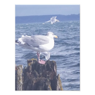 Fiskmåsar i Port Townsend Fototryck