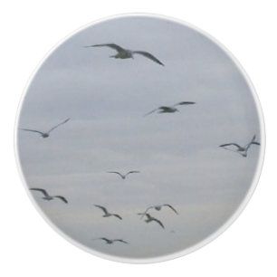 Fiskmåsar Knopp