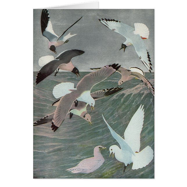 Fiskmåsar över Vinkara oceanen av Louis Agassiz Fu Hälsningskort (Framsidan)