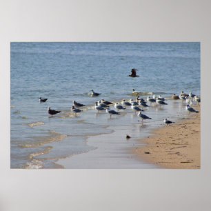 Fiskmåsar på Beach Poster