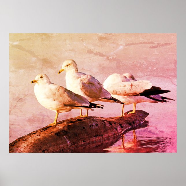 Fiskmåsar på en logg poster (Framsidan)