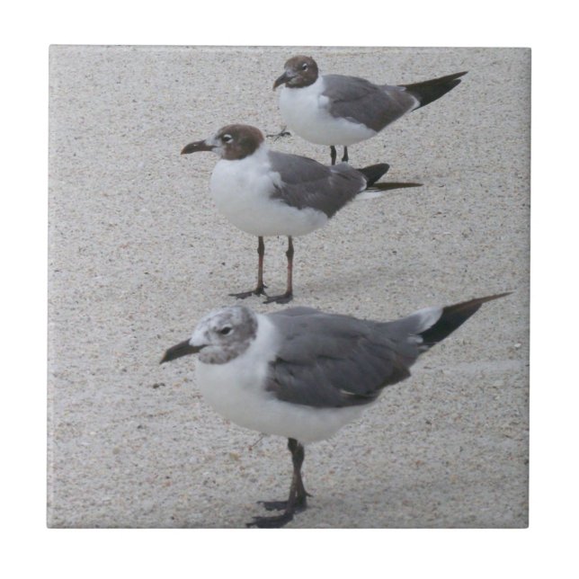 Fiskmåsar på stranden kakelplatta (Framsidan)