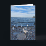 Fiskmåsar på stranden vid Sjö Ontario Kort<br><div class="desc">Fiskmåsar äter sjöfåglar. De kärlek att hänga på stranden,  på Sjö Ontarios stränder i Toronto,  Kanada. Det här är ett tomt kort så lägg till anpassningsbarna.</div>