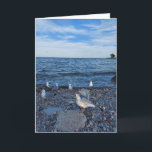 Fiskmåsar på stranden vid Sjö Ontario Kort<br><div class="desc">Fiskmåsar äter sjöfåglar. De kärlek att hänga på stranden,  på Sjö Ontarios stränder i Toronto,  Kanada. Det här är ett tomt kort så lägg till anpassningsbarna.</div>