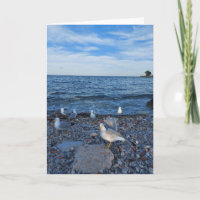 Fiskmåsar på stranden vid Sjö Ontario