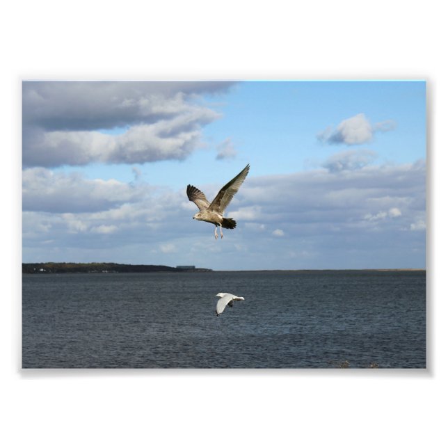 Fiskmåsar under flygning fototryck (Framsidan)