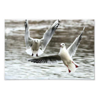 Fiskmåsar under flygning fototryck
