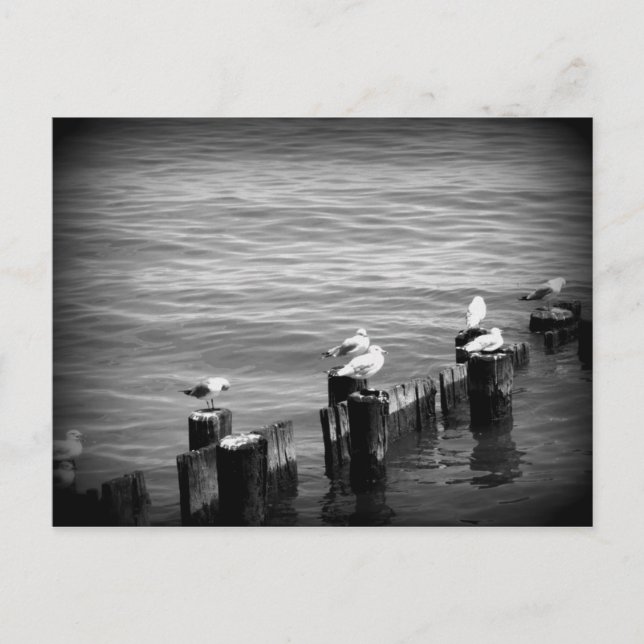 fiskmåsar vykort (Framsida)