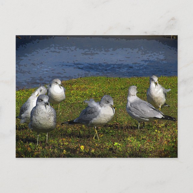 Fiskmåsar Vykort (Framsida)