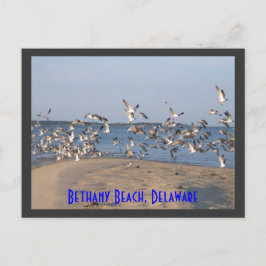 Fiskmåsar vykort, Bethany Beach, Delaware Vykort