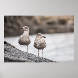 Fiskmåsar Wildlife Photo Poster