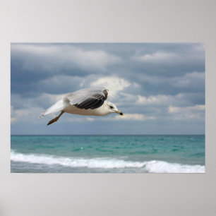 Fiskmåsflyg Poster