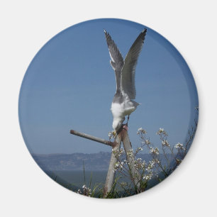 Fiskmåsmagnet Magnet