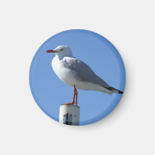 Fiskmåsmagnet Magnet
