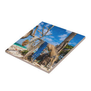 Fisknät som torkar på stranden kakelplatta