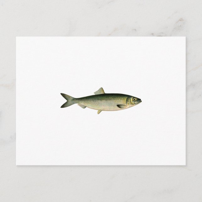 Fisksill Vykort (Framsida)