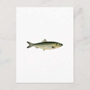 Fisksill Vykort
