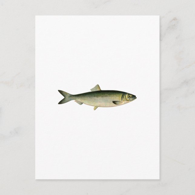 Fisksill Vykort (Framsida)