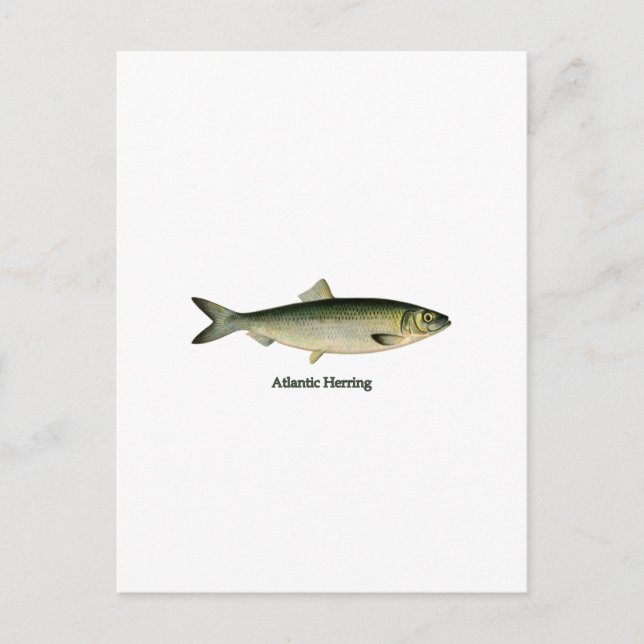 Fisksill Vykort (Framsida)