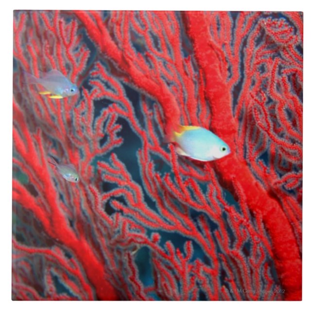 Fisksimning i korall kakelplatta (Framsidan)